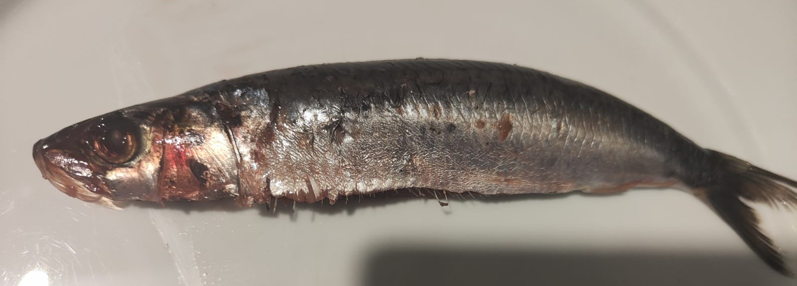 Sardines