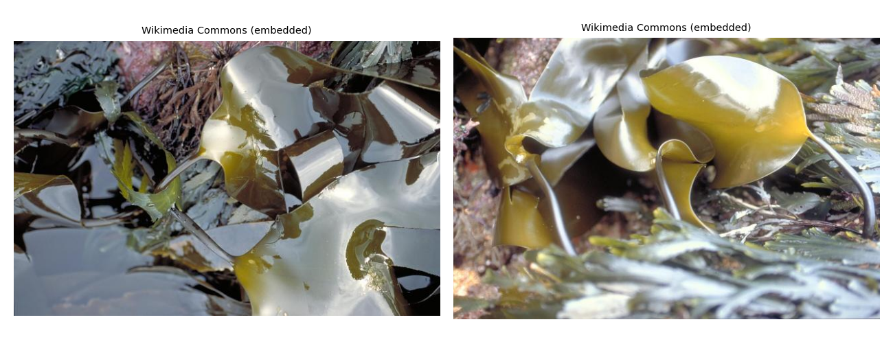 Real seaweed photographs